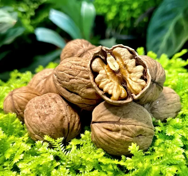 Walnut/Akhrot - Image 2