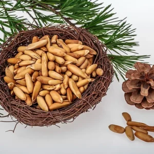 Pine Nut Inshell/Chilgoza
