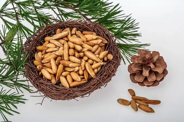 Pine Nut Inshell/Chilgoza
